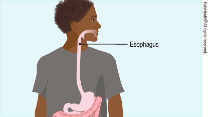 Diagram shows position of the esophagus in the body.