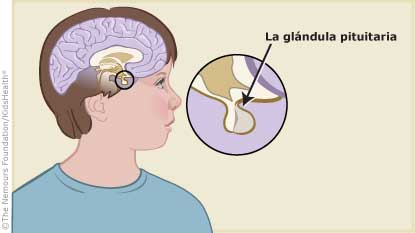 La glandula pituitaria