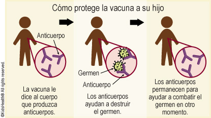Cómo protege la vacuna a su hijo: La vacuna le dice al cuerpo que produzca anticuerpos. Los anticuerpos ayudan a destruir el germen. Los anticuerpos permanecen para ayudar a combatir el germen en otro momento.